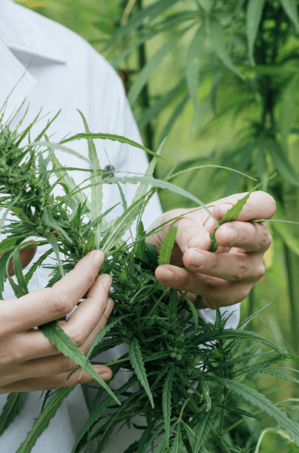 scientist-in-hemp-field