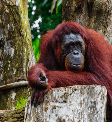 dreamy-Orangutan