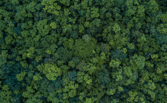 top-view-forest-tree